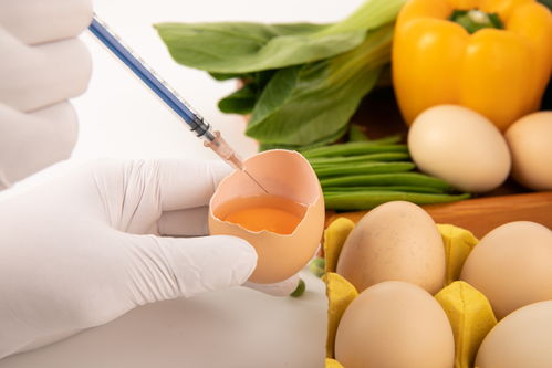 鸡蛋食品安全与科技培育的视觉呈现 摄影与插画资源的应用